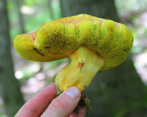 Magical Yellow And Orange Bolete Cam Fortin Flickr