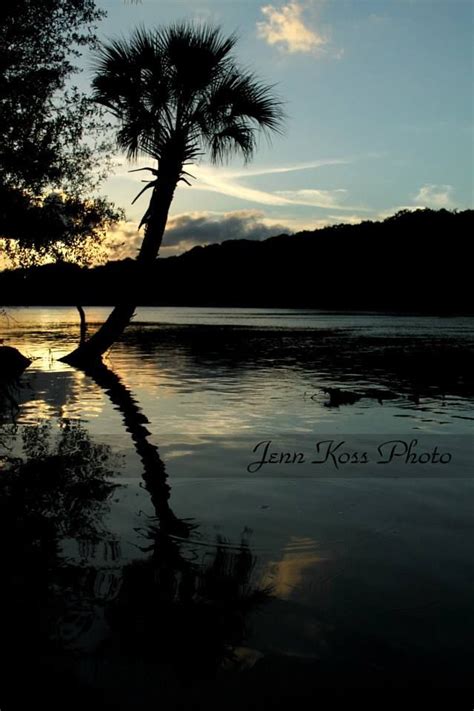 Palm trees beautiful sunset sunset over water. A photo of a palm tree growing over the water during ...