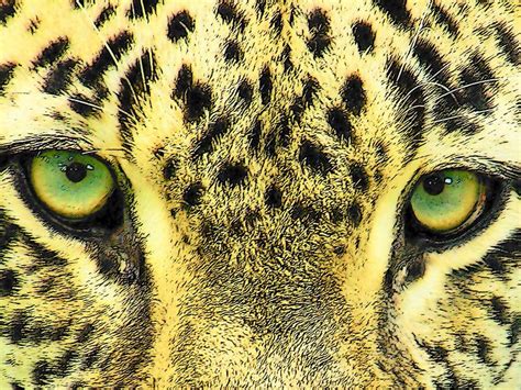 The Staring Eyes Of An Amur Leopard Smithsonian Photo Contest