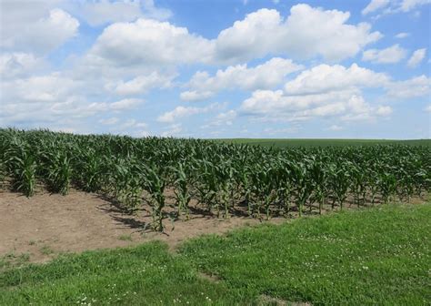 Corn Field Uehling Nebraska A Photo On Flickriver
