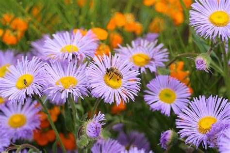 Flowers that attract bees nz. How to Attract Bees and Other Pollinators to Your Garden