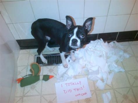 Toilet Paper Vs The Boston Animal Shaming Dog Shaming Boston Terrier