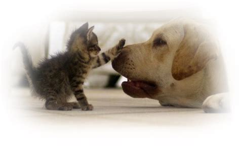 Kleurplaat verjaardag poes archidev kleurplaten honden en poezen. Plaatje Honden Poezen » Animaatjes.nl