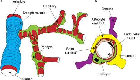 Pericytes Rouget Cells