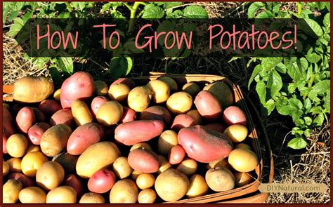 How To Grow Potatoes From Eye To Harvest Its So Easy