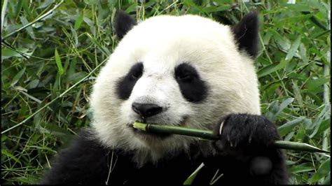 Close Up Panda Eating Bamboo At Panda Reserve Chengdu China Youtube