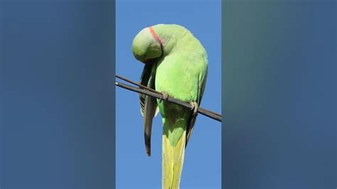 How Does Indian Ringneck Parrot Introduce Himself Youtube