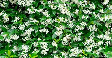 Maybe you would like to learn more about one of these? Star Jasmine Vine Care: Growing The Trachelospermum ...