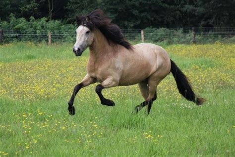 Ijslands paard tussen bloeiende brem. Insulineresistentie bij je paard | Pavo geeft advies
