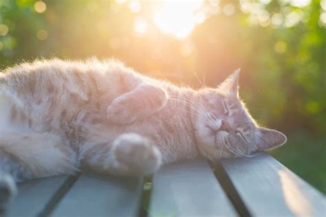 In fact, according to studies. International Cat Day 2020 - National Awareness Days ...