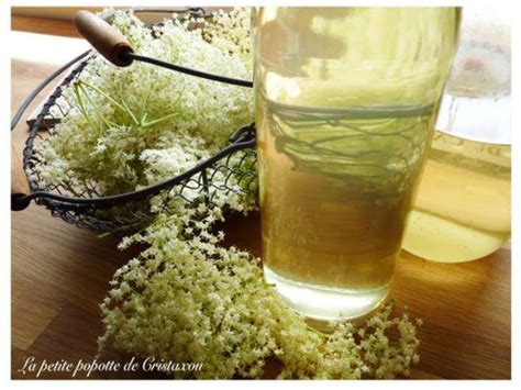 Recettes de Fleurs de sureau de La Petite Popotte de Cristaxou