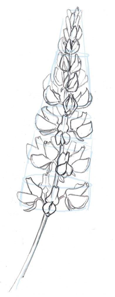 How To Draw Lupine Step By Step Ilustraciones Florales Arte