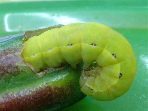 Catarpillar Big Island Living Swallowtail Caterpillar