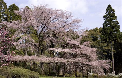 Kyoto Botanical Gardens Gaijinpot Travel