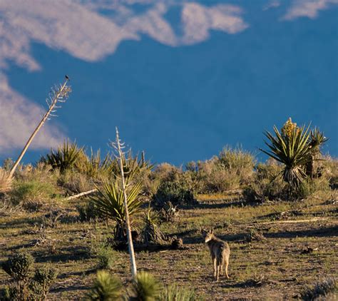 Coyote Mojave Desert California The Piglet And The Boar Flickr