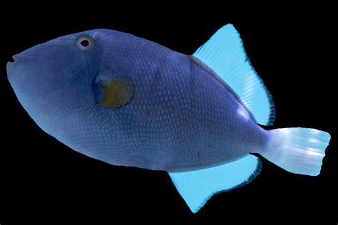 Pink Tail Triggerfish Melichthys Vidua — Salty Revolution