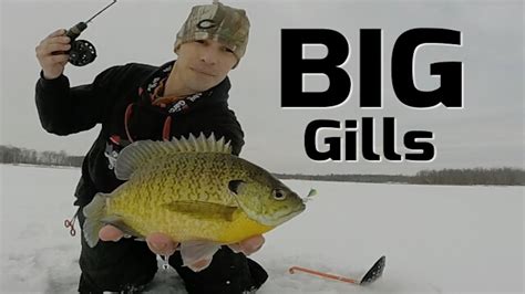 Ice Fishing Minnesota For Big Bluegills Early Ice 2016 Youtube
