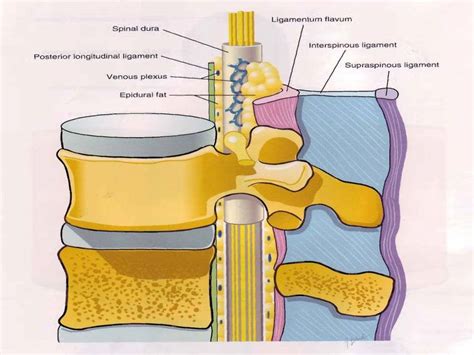 Epidural Space Of Lumbar Vertebrae Anatomy Epidural Spinal Cord