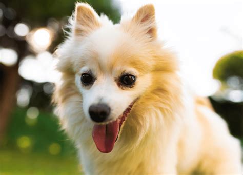 German Spitz Dog Breed Temperament Personality And Faq Guide