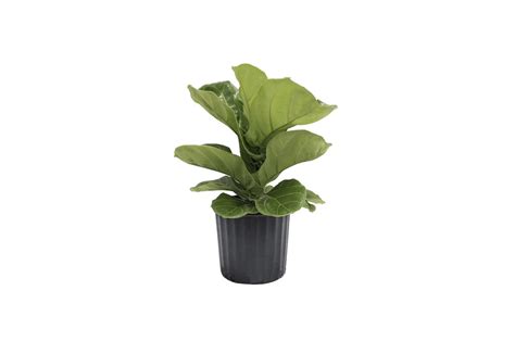Don't expect to see any improvement before april (and warmer temperatures). Gift Guide: For the Fiddle-Leaf Fig Tree Lover - Gardenista