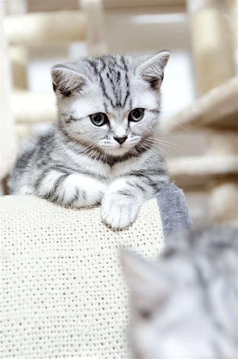 358 Best Cute Cats And Kittens Images On Pinterest