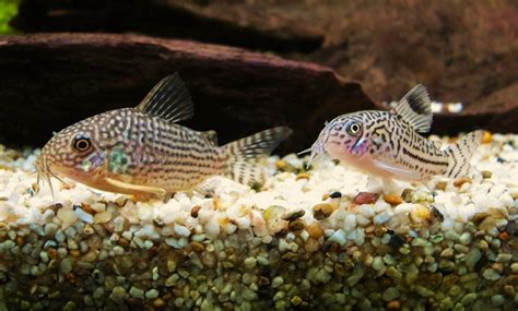 Ultimate Guide To Sterbai Corydoras A Fishkeepers Guide 🐠 Learn The