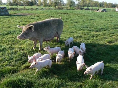 Pourquoi Peu De Cochons Sont Ils Lev S En Plein Air