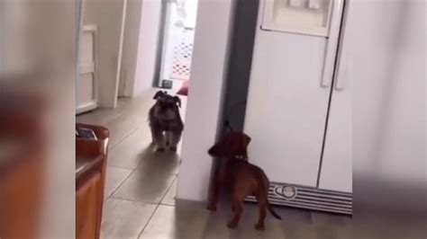 Viral Video Shows Two Dogs Playing Hide And Seek With Each Other Too