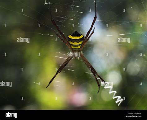 Yellow Striped Spider