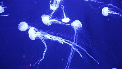 Beautiful Jellyfish Moving Slowly Aquarium Stock Footage Video 100