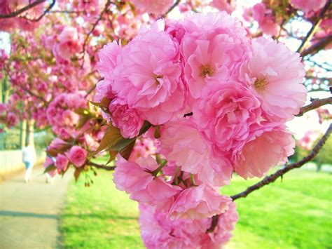 Kwanzan Cherry Blossoms Gods Handywork Flowering Trees Cherry