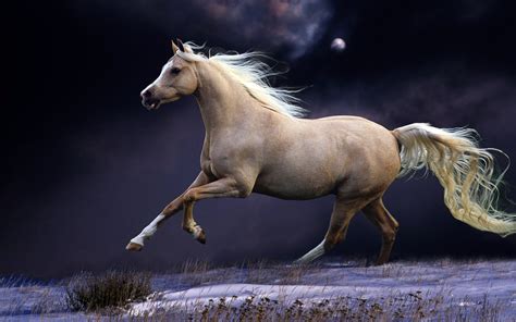 Caballos Fondos De Pantalla Horses Wallpapers Hd