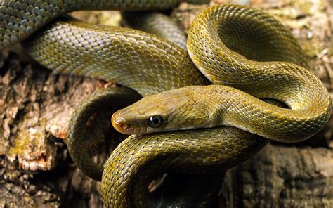 Animals Snake Nature Reptile Wallpapers Hd Desktop