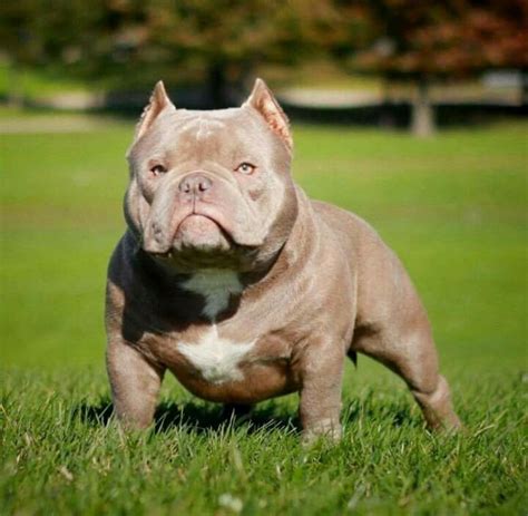 Pin By Birdie The Giant On Bulls Pure Breed Dogs Pitbull Terrier