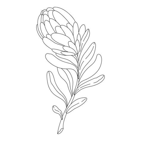 South African Flowers Drawings Illustrations Royalty Free Vector