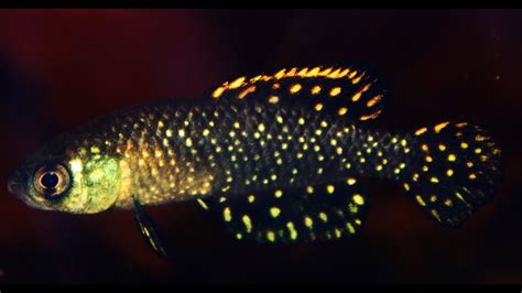 Austrolebias Nigripinnis Blackfin Pearlfish ᴴᴰ Youtube