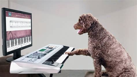 Amazing Dog Playing Piano In Time With Backing Track Youtube
