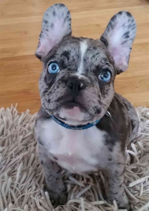 The frenchie makes a great family pet! 99+ Baby Grey French Bulldog Blue Eyes - l2sanpiero