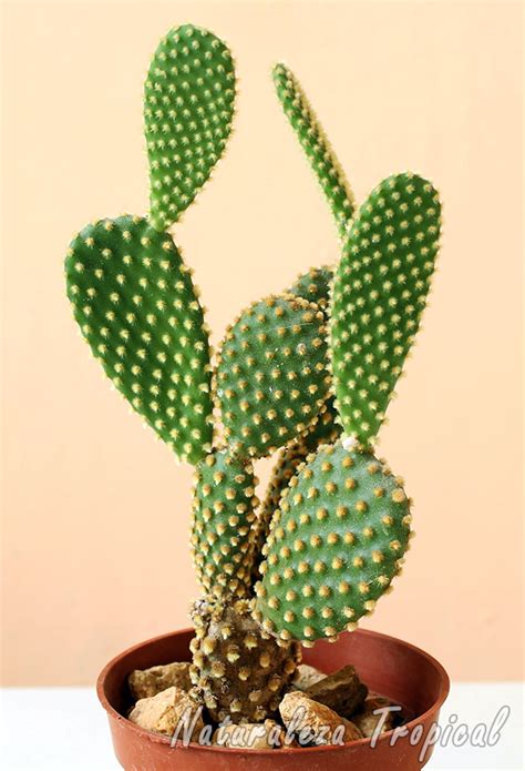 En la actualidad muchos tipos de cactus son sembrados con propósitos ornamentales. Naturaleza Tropical: Galería fotográfica de plantas suculentas