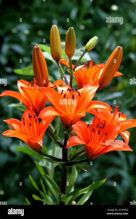 An Orange Lily Also Known As A Fire Lily Red Lily And A Tiger Lily