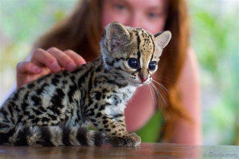 baby andean mountain cat