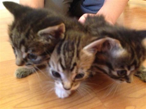 4 Cute Fluffy Tabby Kittens Tipton West Midlands
