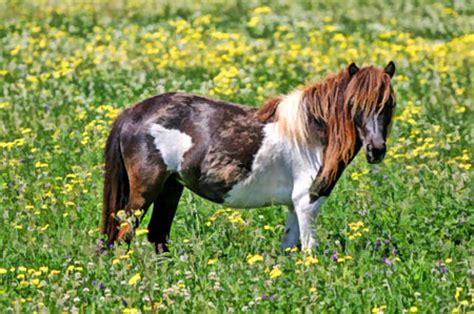 stable days  fun facts   favorite horse breeds shetland pony