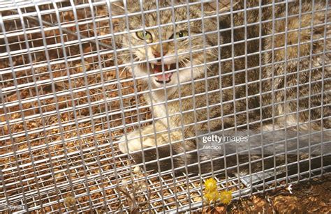 Feral Cat Felis Catus In Trap Wiluna Western Australia