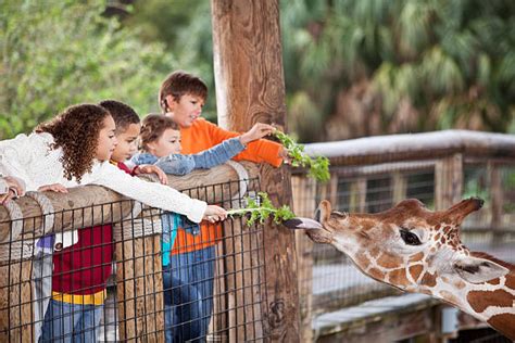 Royalty Free Zoo Animals Pictures Images And Stock Photos Istock
