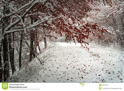 Calm Winter Day In The Forest Stock Photo Image Of Snow Nature 28135716