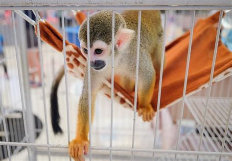 Primates Not Pets Animal Charity Animal Welfare Organisation