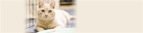 To learn more about each adoptable cat, click on the i icon for some fast facts, or click on their name or photo for full details. Top 10 Kitten Nursery Stories | San Diego Humane Society
