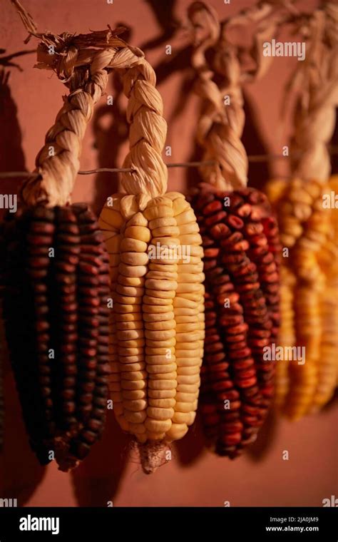 Différents Types De Maïs Cultivés Dans La Province De Jujuy Exposés