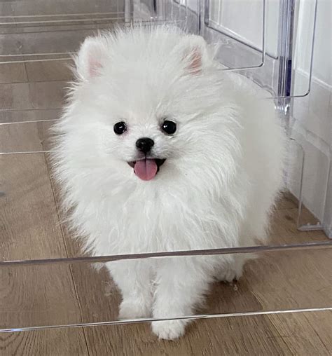 Icy White Male Teacup Pomeranian Puppy